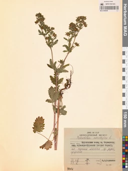 MAG 0006548