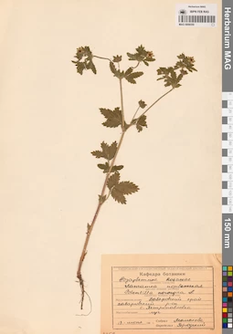 MAG 0006550