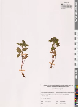 MAG 0006551