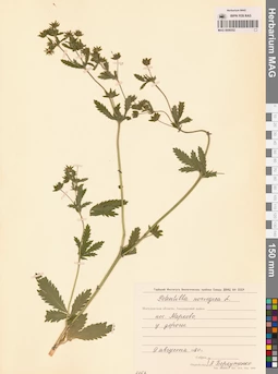 MAG 0006552