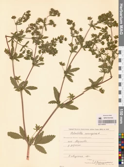 MAG 0006553