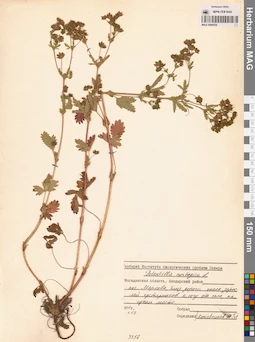 MAG 0006554