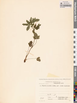 MAG 0006556