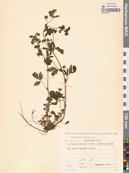 MAG 0006557