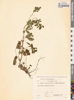 MAG 0006558