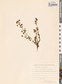 MAG 0006559