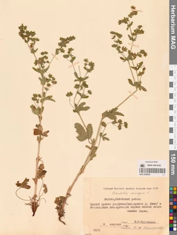 MAG 0006560