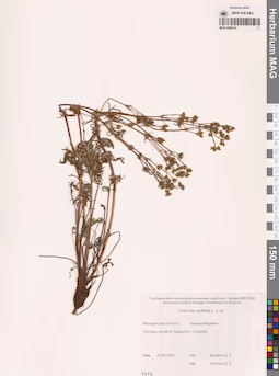MAG 0006714