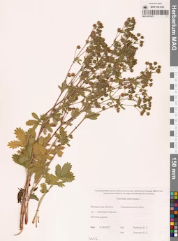 MAG 0010479