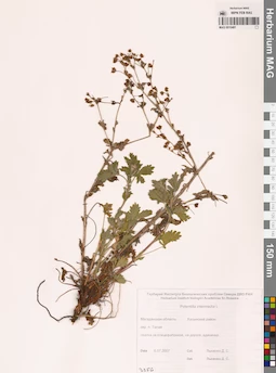 MAG 0010481