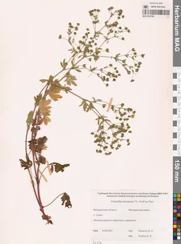 MAG 0010790