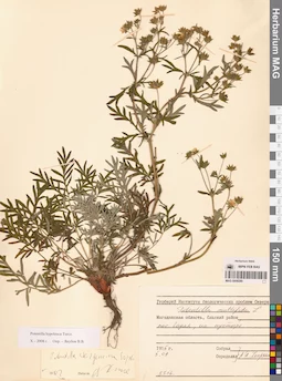 MAG 0008280