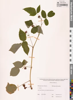 MAG 0006700