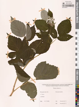 MAG 0006702