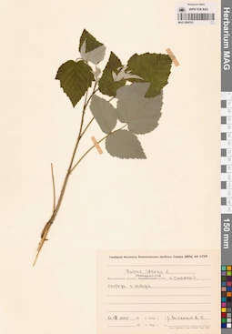 MAG 0006703