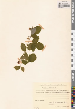 MAG 0006705