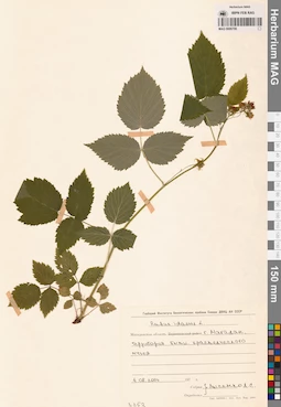 MAG 0006706