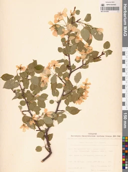 MAG 0010450