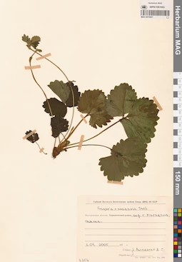 MAG 0010691