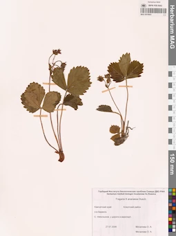 MAG 0010693
