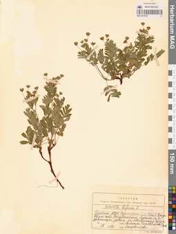 MAG 0010626