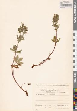 MAG 0010632