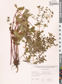 MAG 0010635