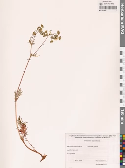MAG 0010636
