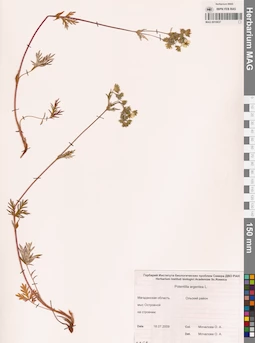 MAG 0010637