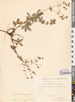 MAG 0010638