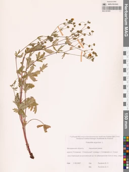 MAG 0010639