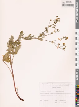 MAG 0010641