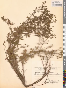 MAG 0010642