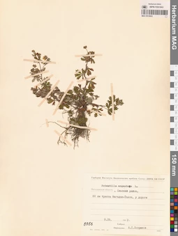 MAG 0010643