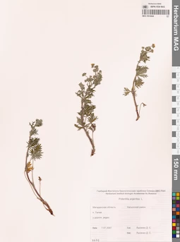 MAG 0010644