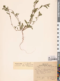 MAG 0009778