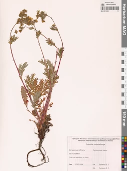 MAG 0010484