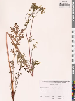 MAG 0010486