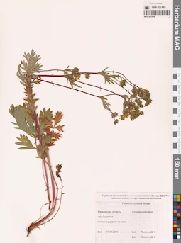 MAG 0010488