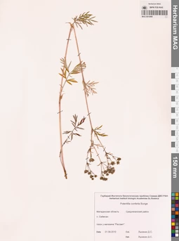 MAG 0010490