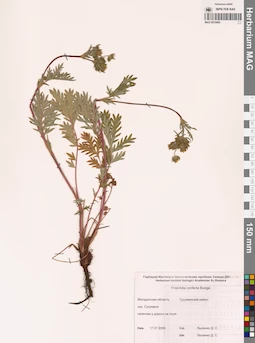 MAG 0010493
