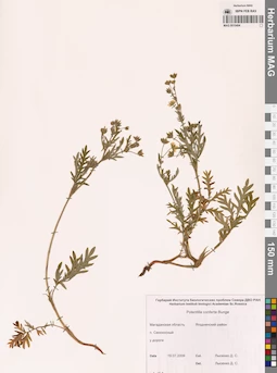 MAG 0010494