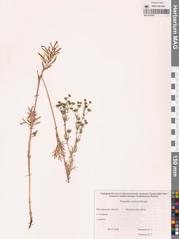 MAG 0010497