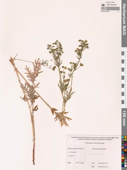 MAG 0010499