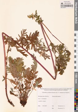 MAG 0010511