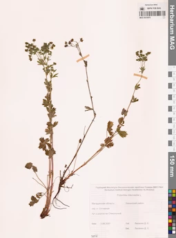 MAG 0010476