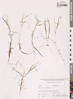 MAG 0019977