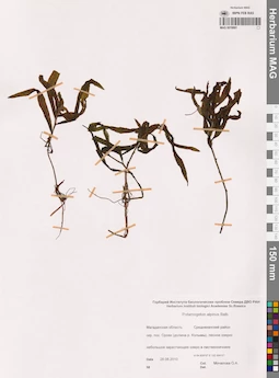 MAG 0019991