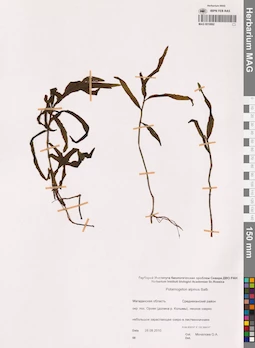 MAG 0019992
