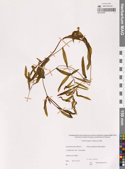 MAG 0020095